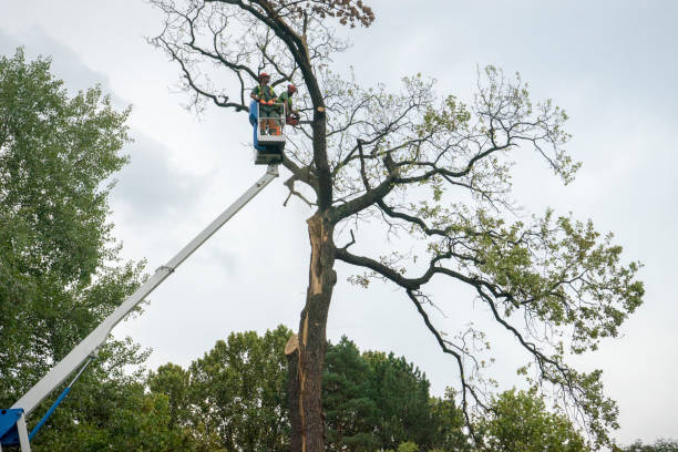 How Our Tree Care Process Works  in  Oak Park, IL